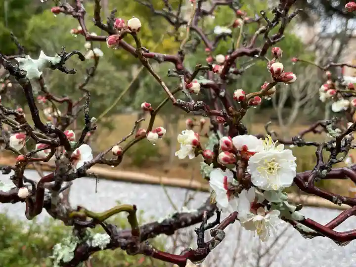 高家神社の自然