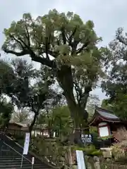 鹿児島神宮の自然