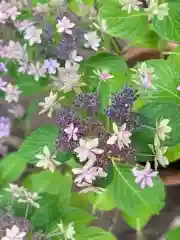 今戸神社の自然