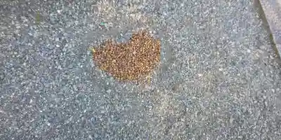 出雲大神宮のその他建物