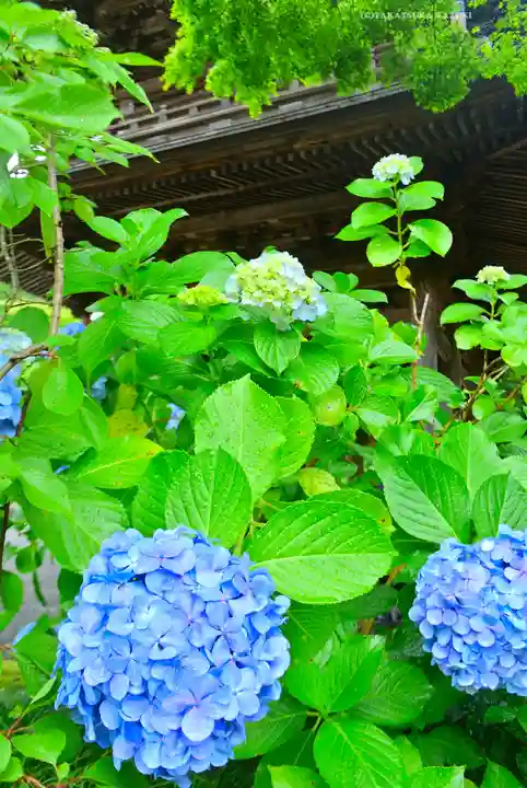 円覚寺(神奈川県)