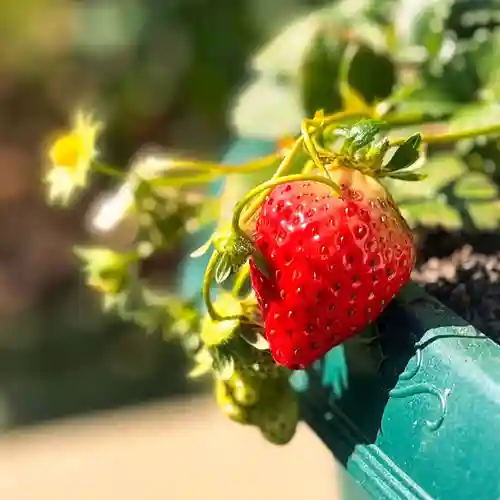 伊勢の国 四天王寺(三重県)