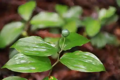 多賀神社の自然