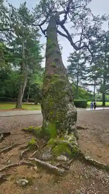 出雲大社(島根県)