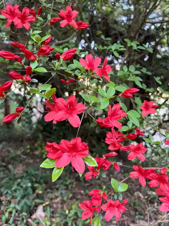 大宮温泉神社の自然