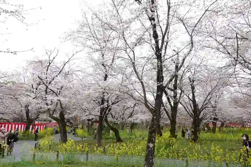 平野神社(京都府)