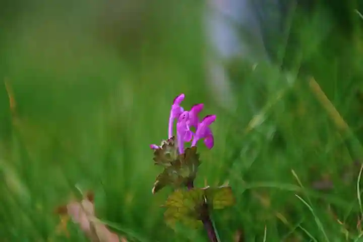 天日鷲神社の自然