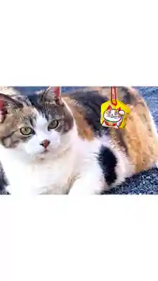 賀茂別雷神社(栃木県)