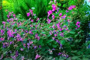 寿量山 速成寺の自然(2021年09月18日(土) 21時00分49秒投稿)