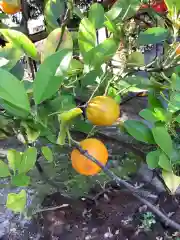 市原稲荷神社の自然