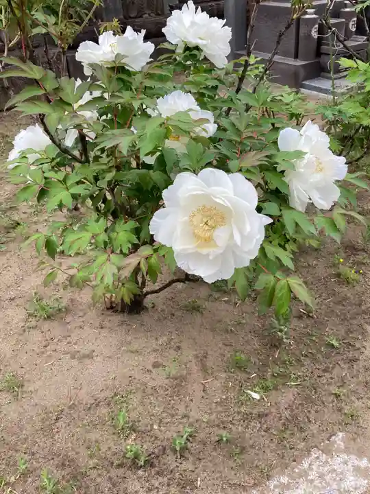 吉祥寺(千葉県)