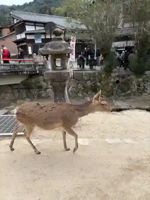 厳島神社の{uncategorized: "未分類", other: "その他", undefined: "問題あり", building: "その他建物", grave: "お墓", sacred_gate: "鳥居", guardian: "狛犬", statue: "像", buddha: "仏像", history: "歴史", nature: "自然", garden: "庭園", animal: "動物", pagoda: "塔", temizu: "手水舎", mountain_gate: "山門・神門", sanctuary: "本殿・本堂", subordinate: "末社・摂社", art: "芸術", scenery: "景色", jizo: "地蔵", ema: "絵馬", goshuin: "御朱印", omikuji: "おみくじ", items: "授与品その他", amulet: "お守り", goshuincho: "御朱印帳", eats: "食事", festival: "お祭り", votive_dance: "神楽", shichigosan: "七五三参", wedding: "結婚式", experience: "体験その他", initially: "初詣", around: "周辺", anti_infection: "感染症対策"}