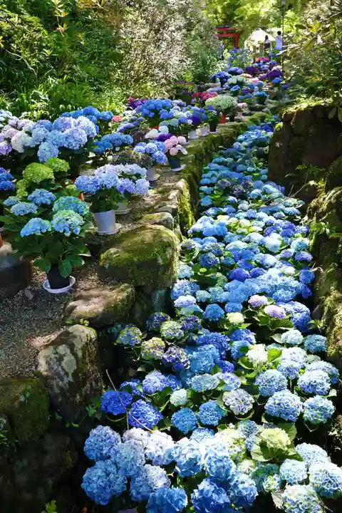 岡寺(龍蓋寺)(奈良県)