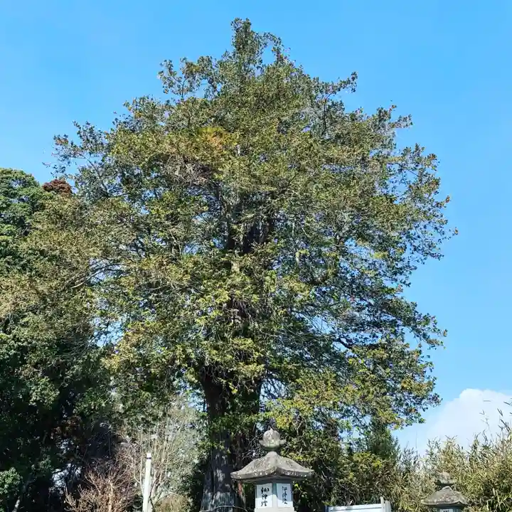 豊景神社の自然
