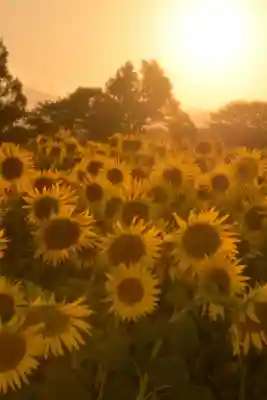 座間神社(神奈川県)