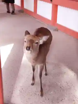 春日大社(奈良県)