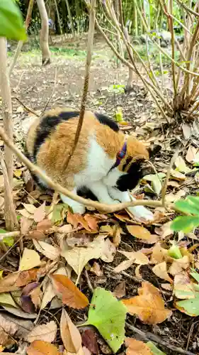 菊田神社の動物