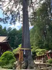 北口本宮冨士浅間神社の自然