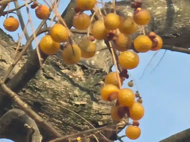 染野稲荷神社(奈良県)