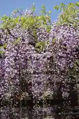 亀戸天神社の自然