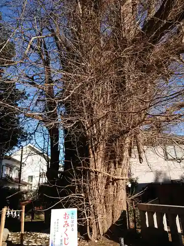 鶴嶺八幡宮の自然