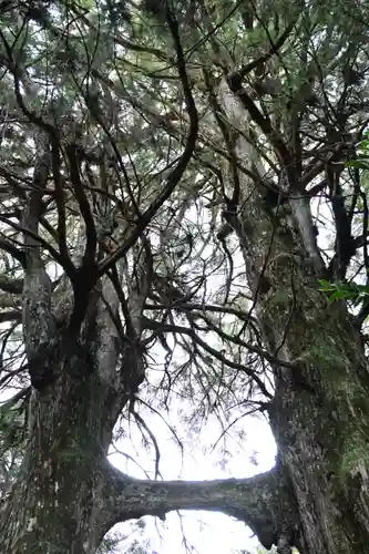 地主神社（桑の川の鳥居杉）(高知県)