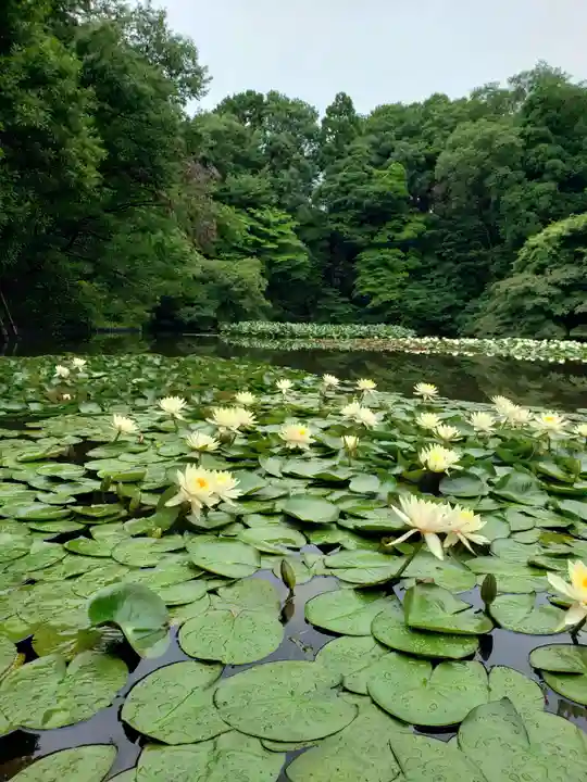 明治神宮の自然