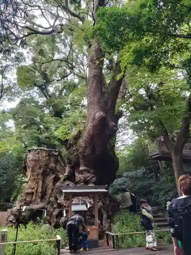 來宮神社(静岡県)