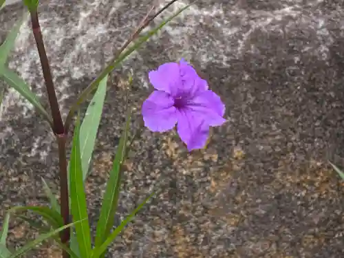 安岡寺(大阪府)