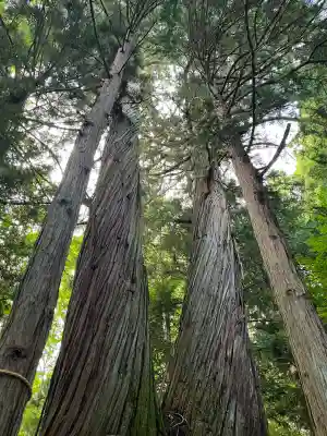 戸隠神社火之御子社の{uncategorized: "未分類", other: "その他", undefined: "問題あり", building: "その他建物", grave: "お墓", sacred_gate: "鳥居", guardian: "狛犬", statue: "像", buddha: "仏像", history: "歴史", nature: "自然", garden: "庭園", animal: "動物", pagoda: "塔", temizu: "手水舎", mountain_gate: "山門・神門", sanctuary: "本殿・本堂", subordinate: "末社・摂社", art: "芸術", scenery: "景色", jizo: "地蔵", ema: "絵馬", goshuin: "御朱印", omikuji: "おみくじ", items: "授与品その他", amulet: "お守り", goshuincho: "御朱印帳", eats: "食事", festival: "お祭り", votive_dance: "神楽", shichigosan: "七五三参", wedding: "結婚式", experience: "体験その他", initially: "初詣", around: "周辺", anti_infection: "感染症対策"}