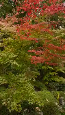 善峯寺(京都府)