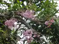 荏柄天神社の自然