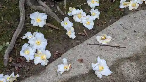 大豊神社(京都府)
