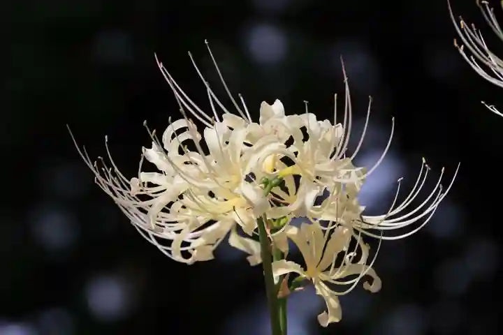 高司神社〜むすびの神の鎮まる社〜の庭園