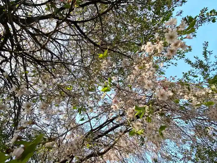 天神宮(伝河原氏屋敷跡)の自然