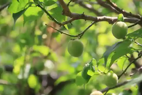 開成山大神宮の庭園