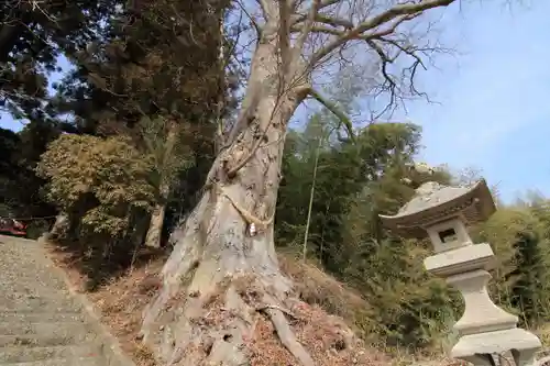 諏訪神社の自然