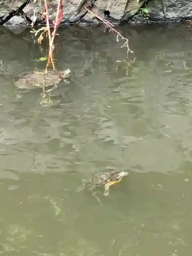寒川神社の動物