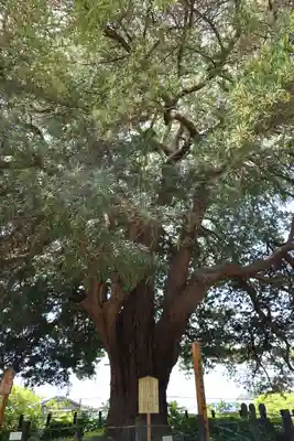 安養院　(田代寺）(神奈川県)