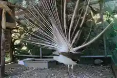 粉河産土神社（たのもしの宮）の動物