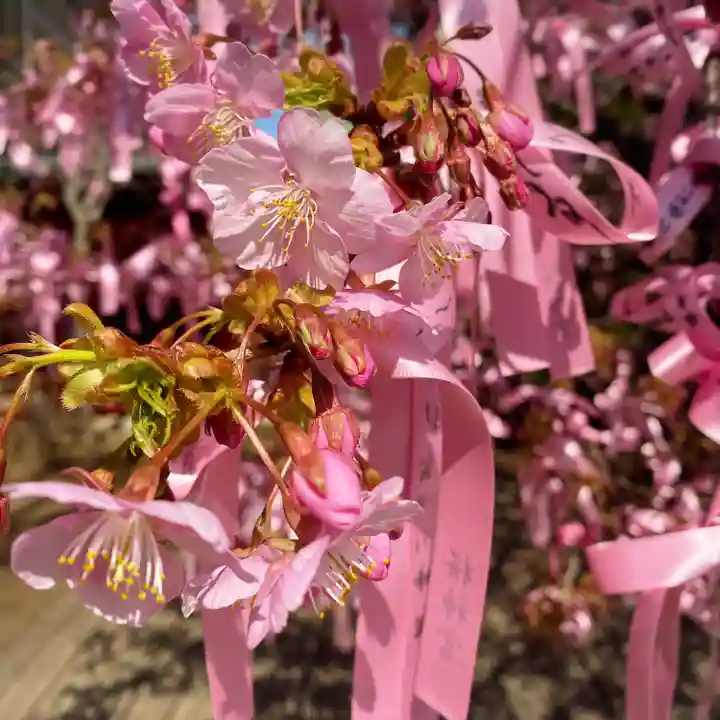 桜神宮(東京都)