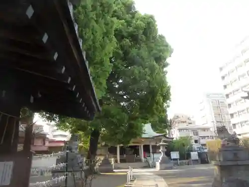 白山神社の狛犬