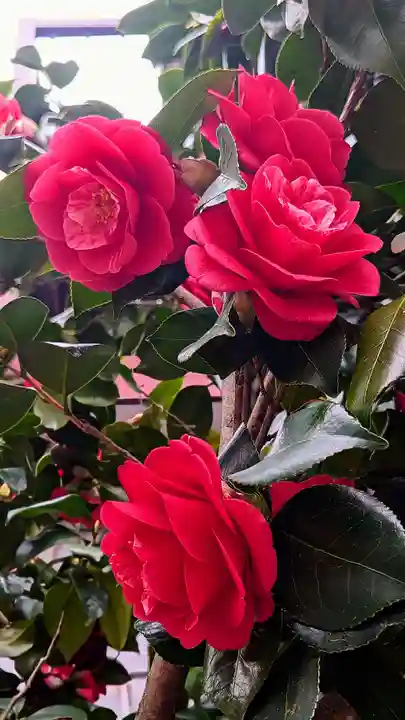 新萱田水神宮の自然