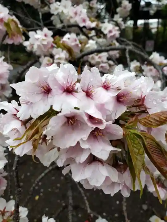 福蔵院(東京都)