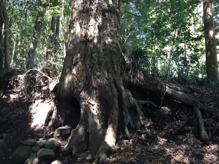 霧島岑神社の自然