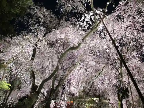 平安神宮の庭園