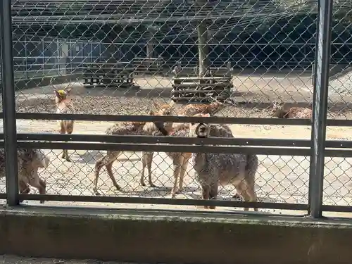 奥宮(鹿島神宮摂社)(茨城県)