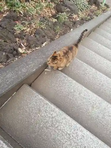 居木神社の動物