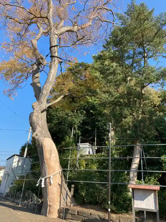 手子神社の自然