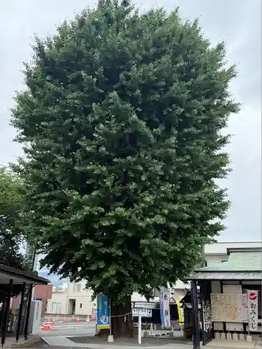 伊勢原大神宮(神奈川県)